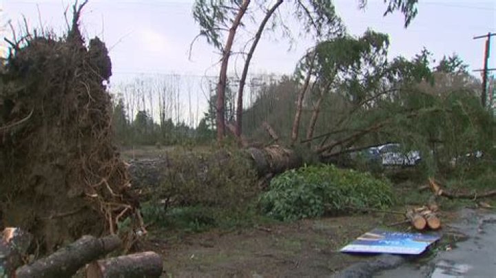 Are pine trees at risk of falling?