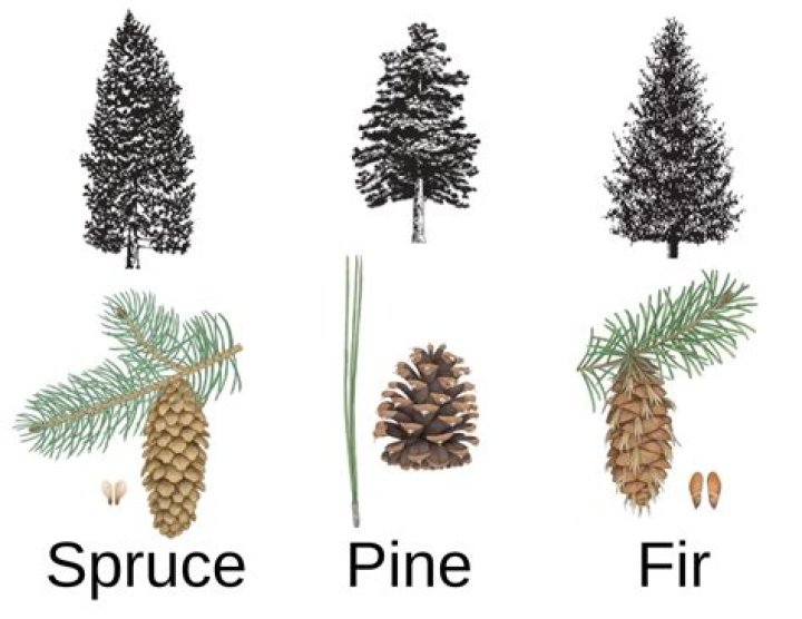 Are pine trees dangerous around house?
