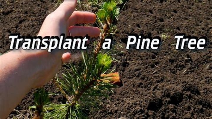 Are pine trees easy to transplant?