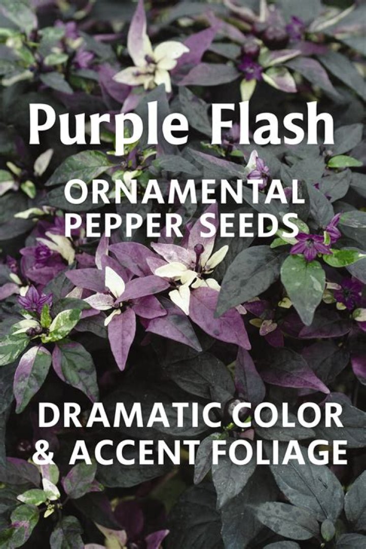 Are Purple Flash peppers edible?
