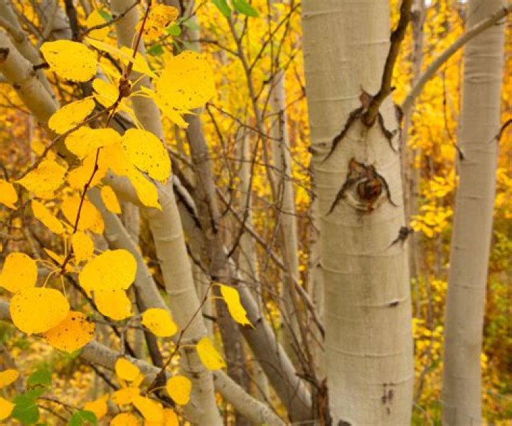 Are Quaking Aspen fast growing?