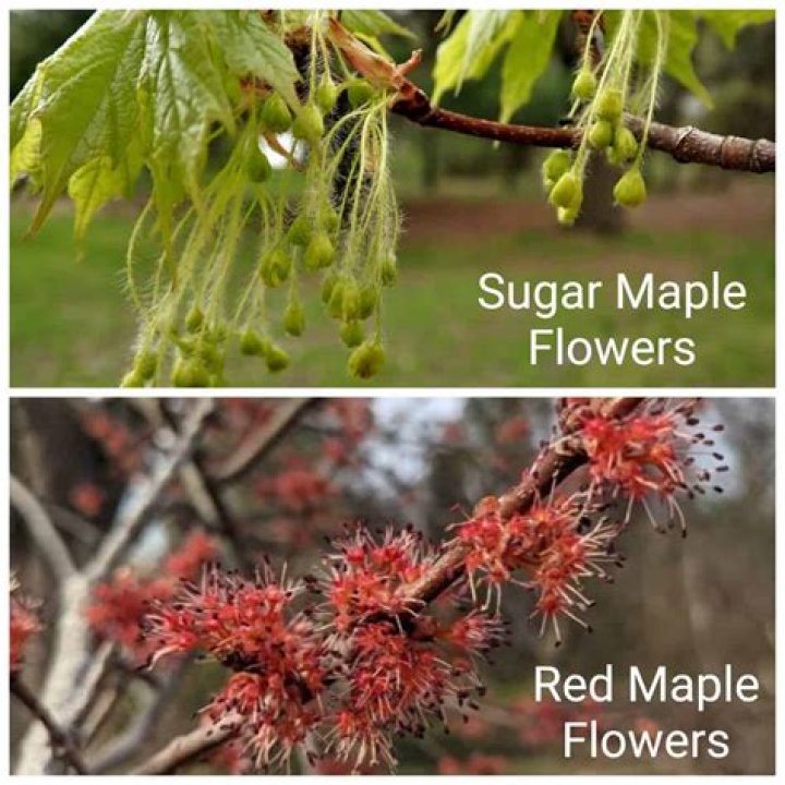Are red maples and sugar maples the same?