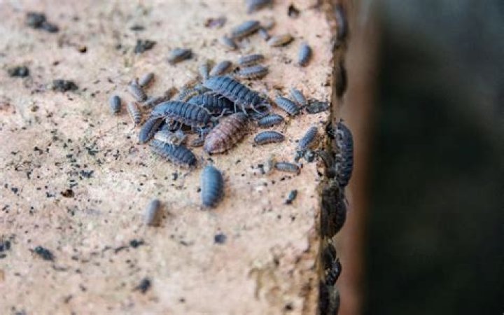 Are Rollie Pollies bad for grass?