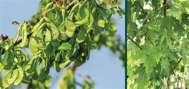 Are silver maples native to Indiana?