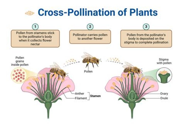 Are soursop trees self pollinating?