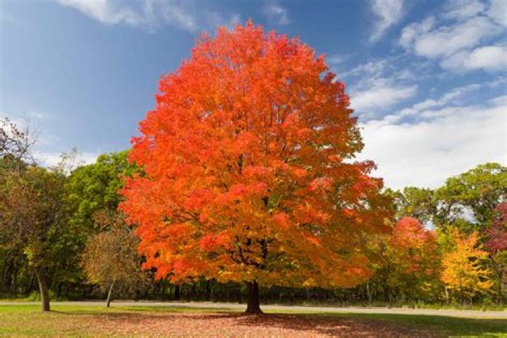 Are sugar maples wind resistant?