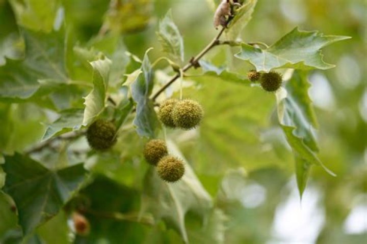Are sycamore leaves fuzzy?