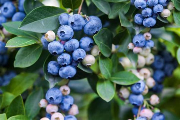 Are there any bushes that look like blueberries?