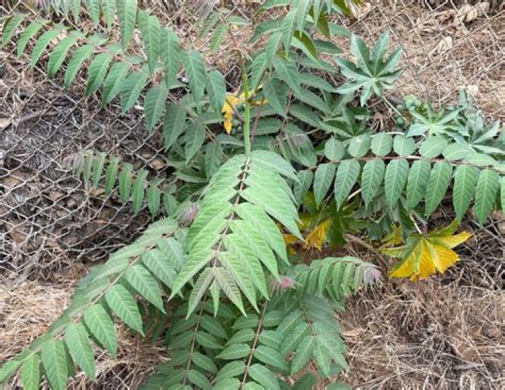 Are there any edible plants in Southern California?