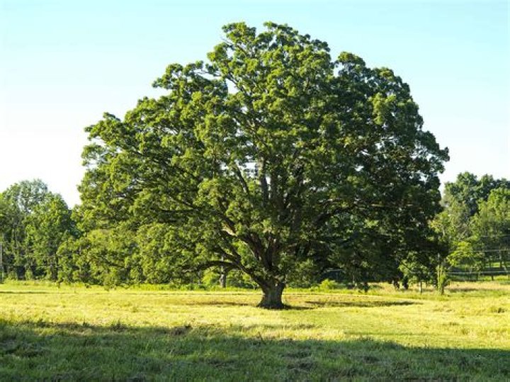 Are there any good free pictures of trees?