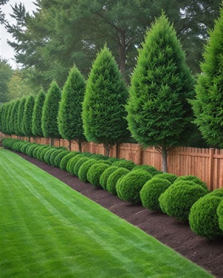 Are there any good ideas for backyard trees?