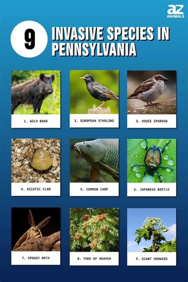 Are there any invasive species in the state of Illinois?
