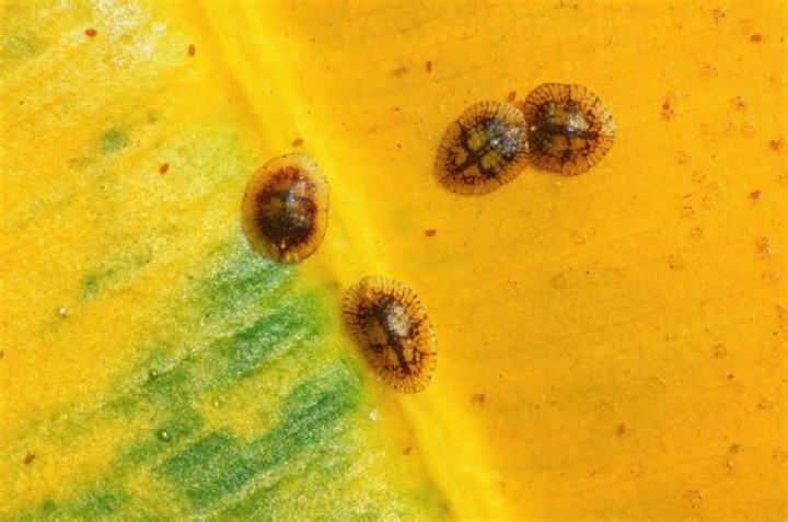 Are there any pests on my lemon tree?