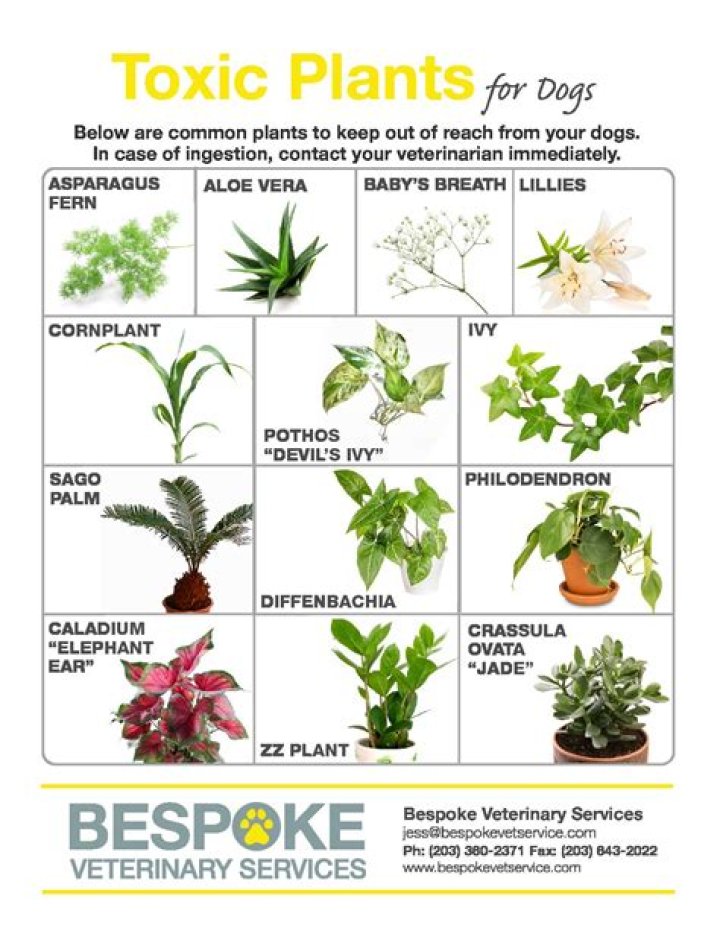 Are there any plants that are toxic to dogs?