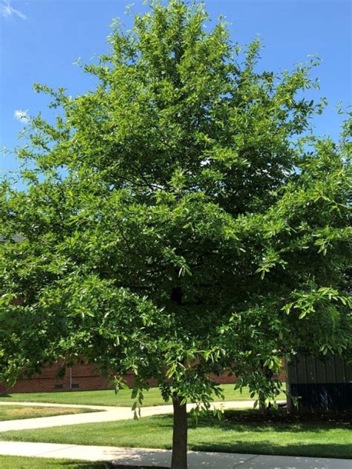Are there any problems with a willow oak tree?