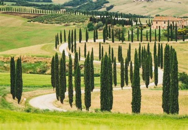 Are there any problems with an Italian cypress tree?