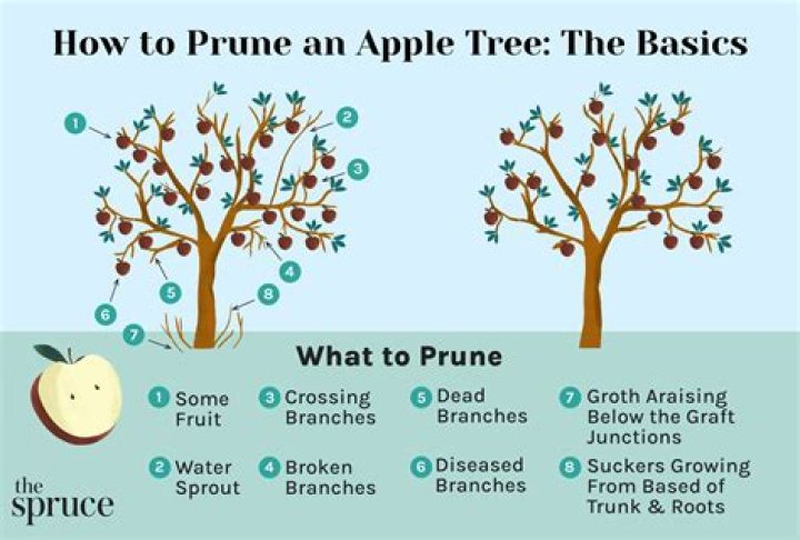 Are there any problems with an old apple tree?