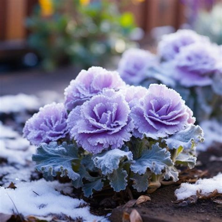 Are there any winter flowering plants?