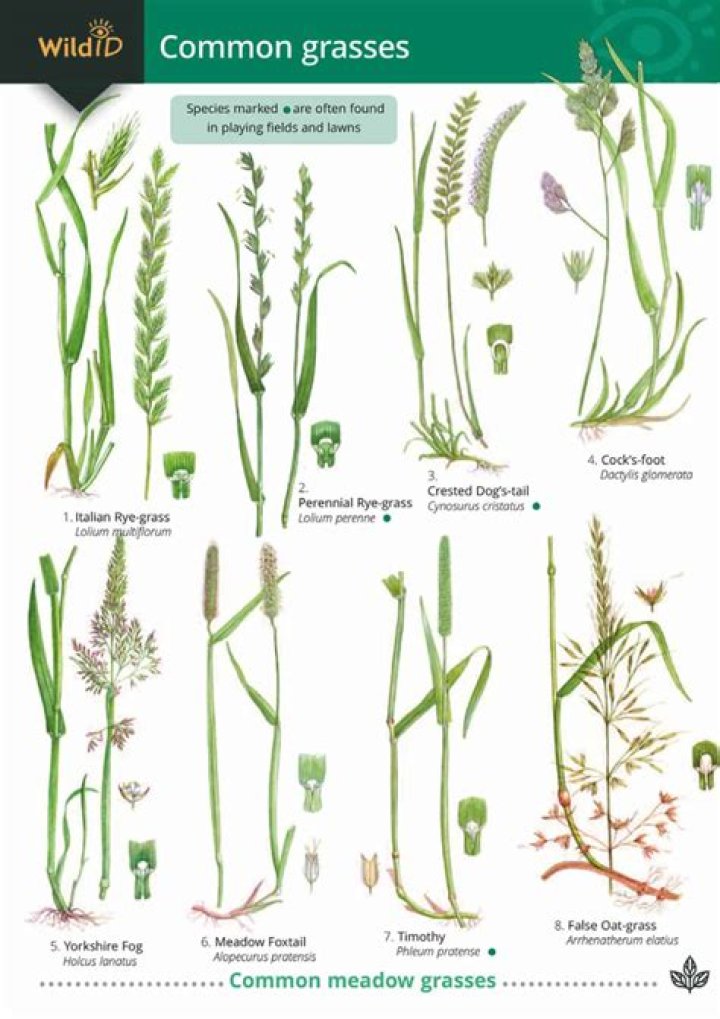 Are there different types of grass in the UK?