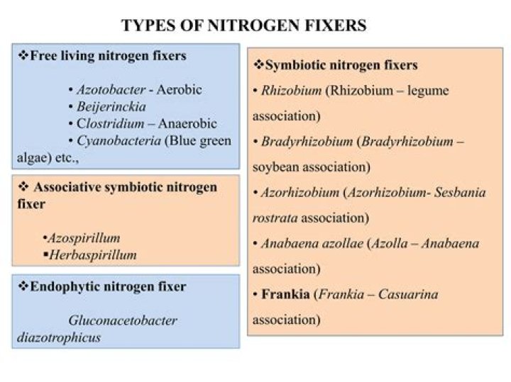 Are there free-living nitrogen fixers?