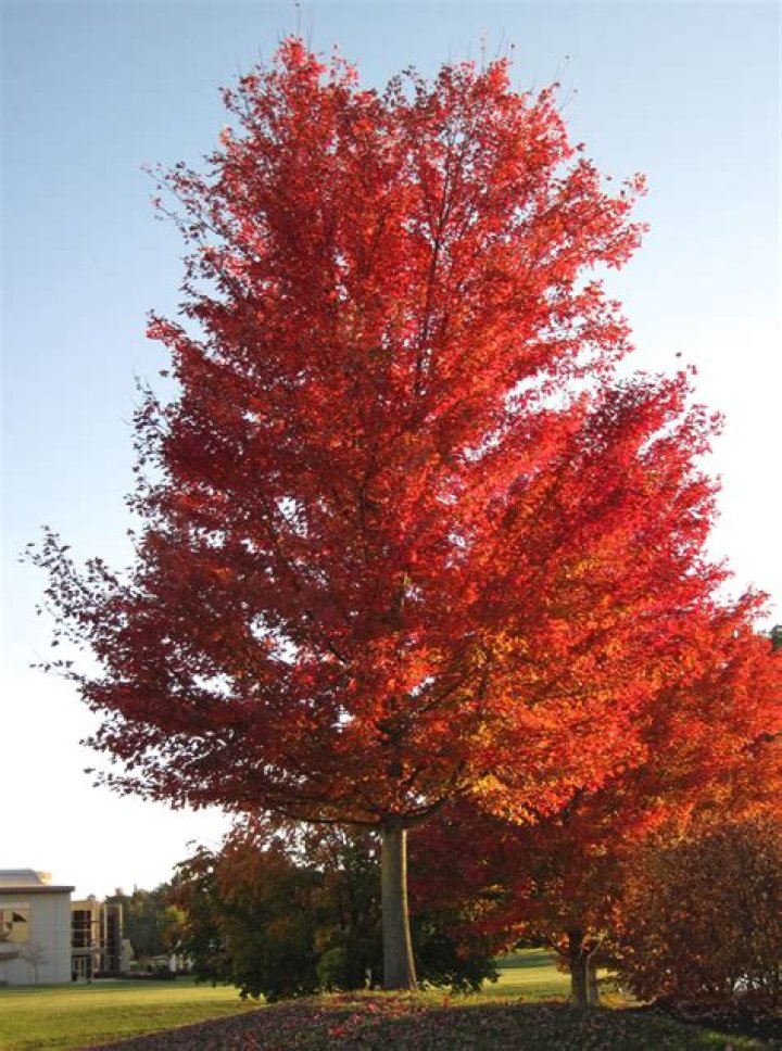 Are there maple trees in northern Ontario?