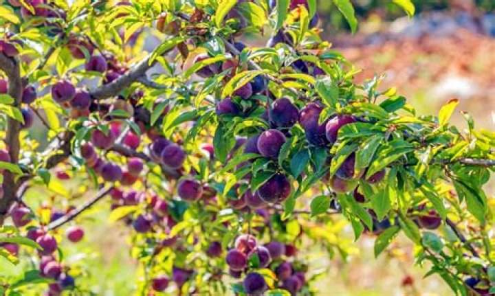 Are there non fruit bearing plum trees?