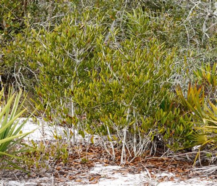 Are there scrub oaks in Florida?