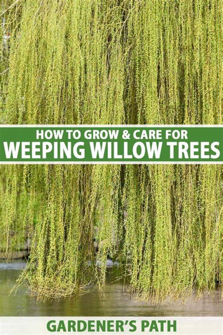 Are there weeping trees that drop their leaves?