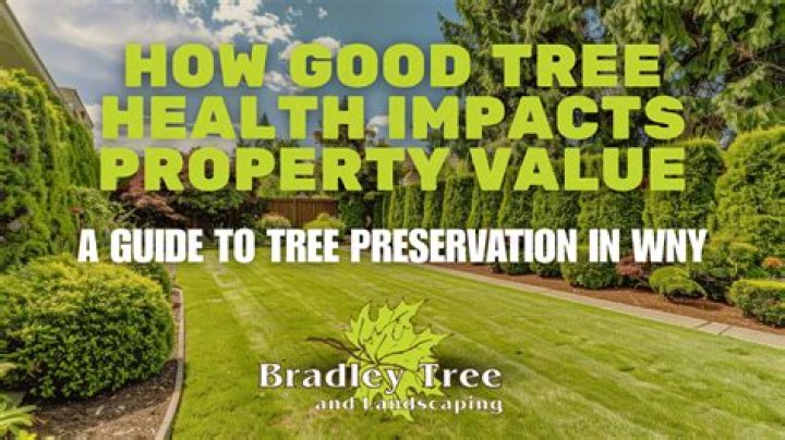 Are trees good for property value?