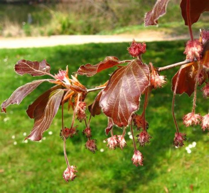 Are Tri color beech tree problems?