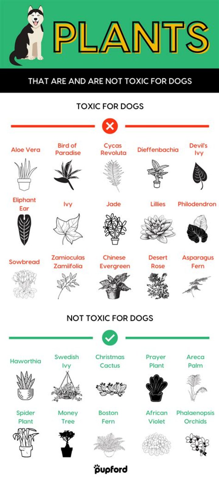 Are white pine trees toxic to dogs?