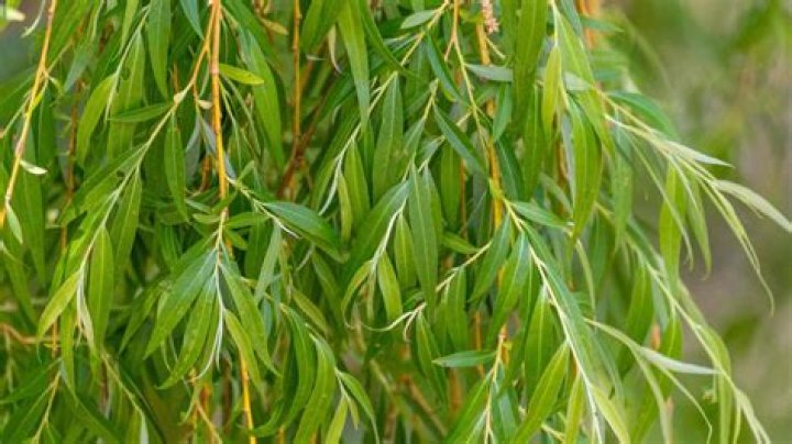 Are Willow Oaks fast growing?