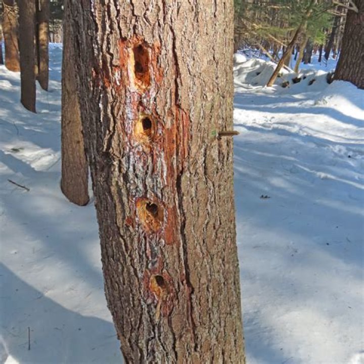 Are woodpecker holes bad for trees?