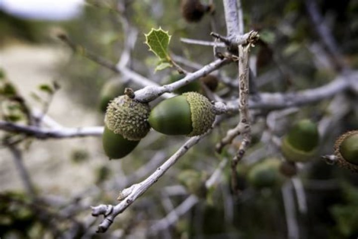 At what age do oak trees stop producing acorns?