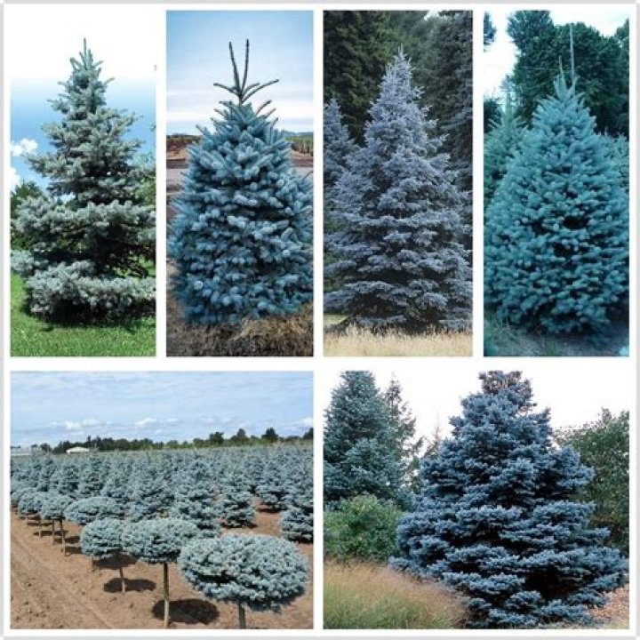 Can a blue spruce be transplanted?
