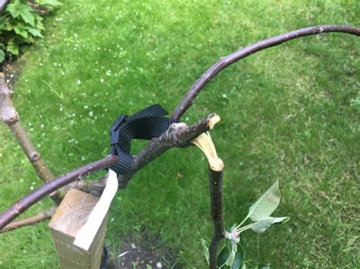 Can a broken apple tree branch be repaired?