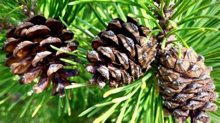 Can a brown pine tree come back?