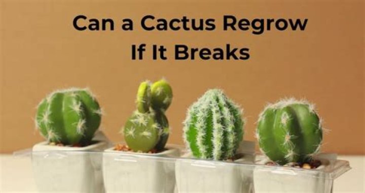 Can a cactus regrow if it breaks?