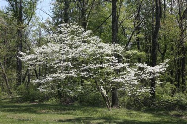Can a dogwood tree live in Florida?