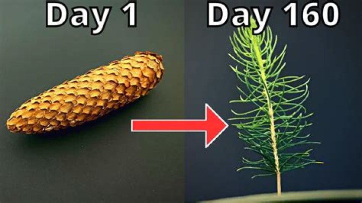 Can a dry pine tree come back to life?