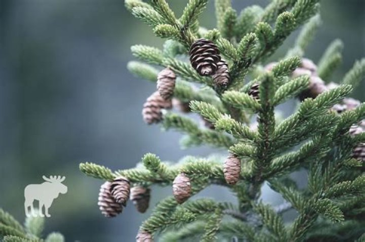 Can a dying pine tree be brought back to life?