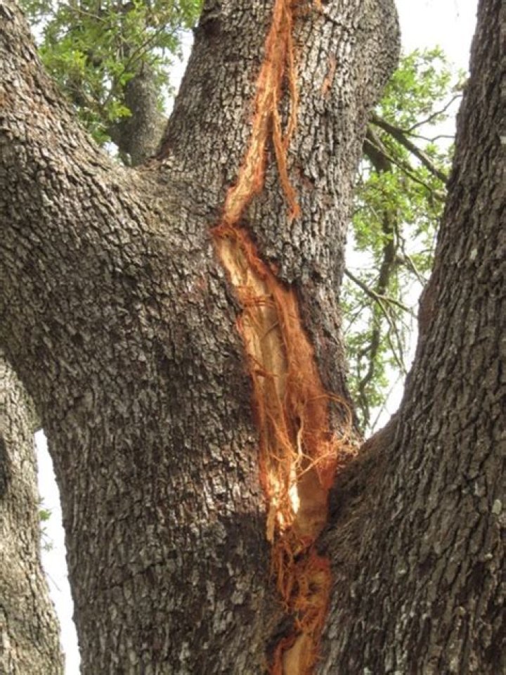 Can a elm tree have more than one trunk?
