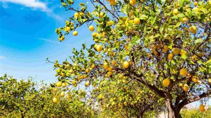 Can a lemon tree survive in shade?