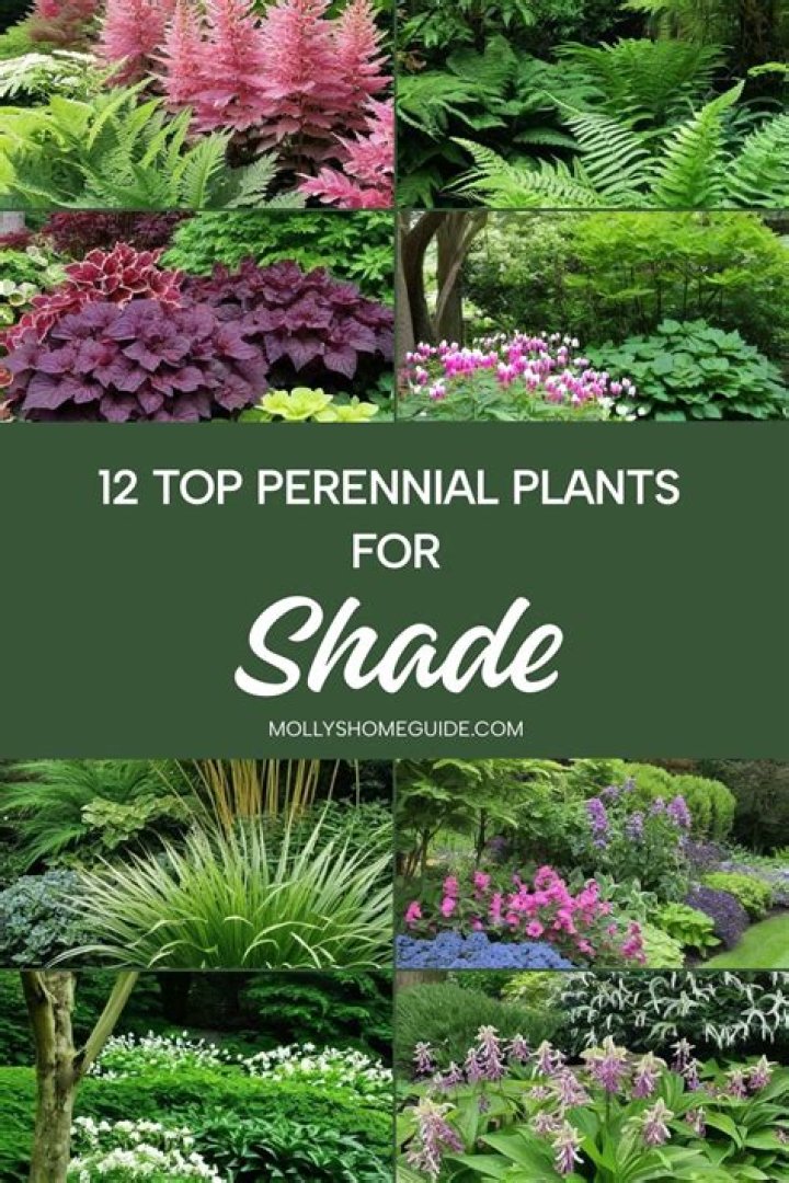 Can a leopard plant be treated as a Shade Perennial?