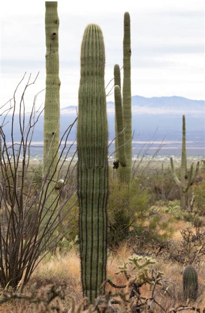 Can a saguaro cactus be transplanted?