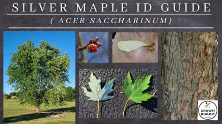 Can a silver maple tree tear up your yard?