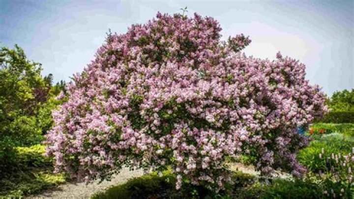 Can a small tree come back to life?