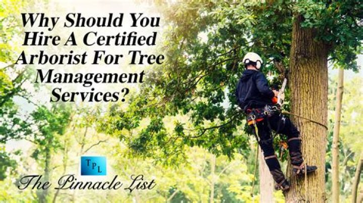 Can a tree arborist give you a free estimate?