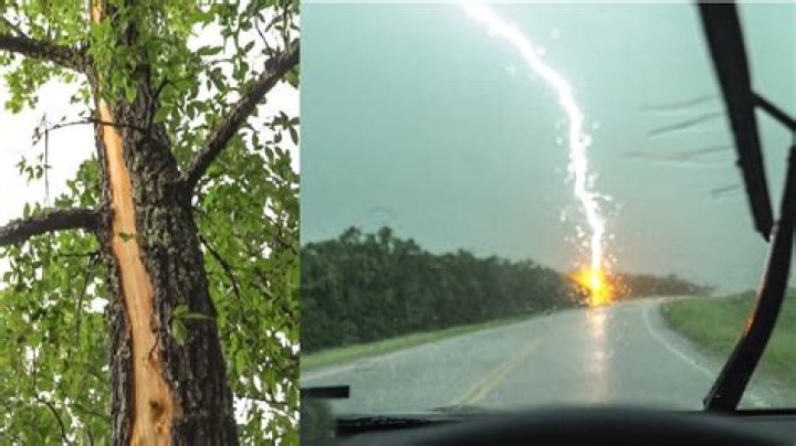 Can a tree live after being struck by lightning?