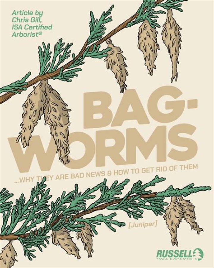 Can a tree recover from bagworms?